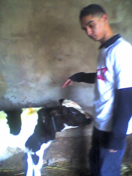el angel de los animales ,   me gustan las vacas
